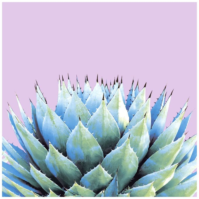 Servet "Succulente" - 5 stuks
