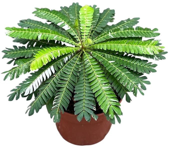 Biophytum Sensitivum Variegata - Kamerplant - Potmaat Ø10,5 cm