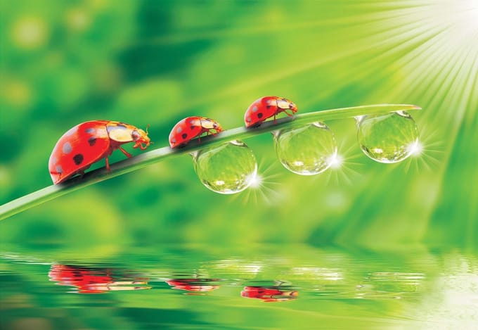 Fotobehang Ladybird | PANORAMIC - 250cm x 104cm | 130g/m2 Vlies