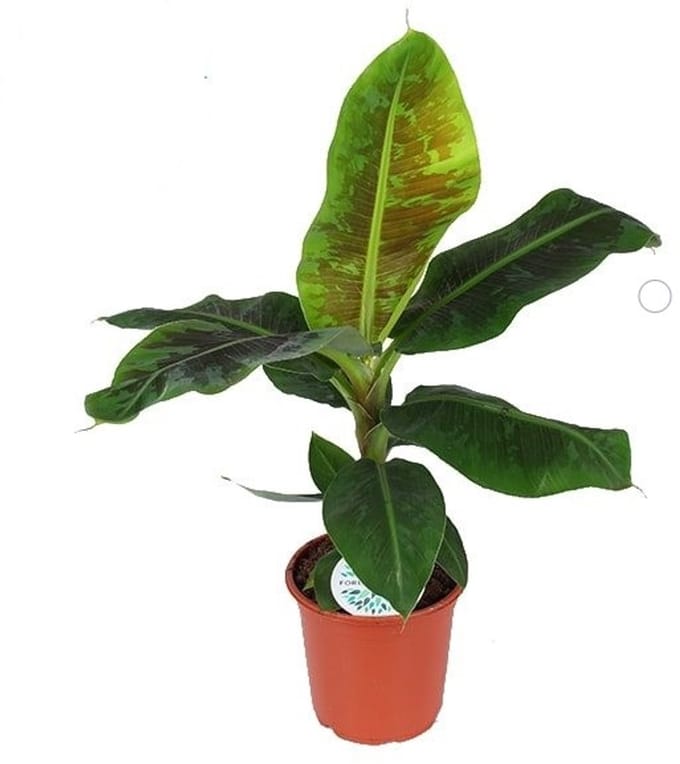 Musa 'Dwarf Cavendish' - Hoogte 95cm - Pot 21cm
