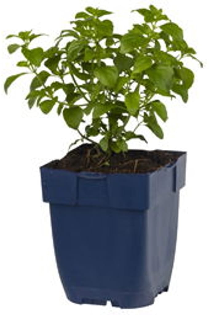 Griffioen - Calamintha nepeta ssp. Nepeta