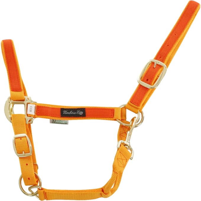 Kleurige nylon halster voor paard Umbria Equitazione