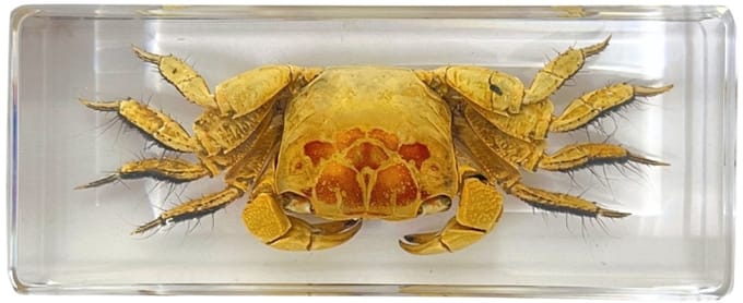 De Museumwinkel - Krab in hars blokje