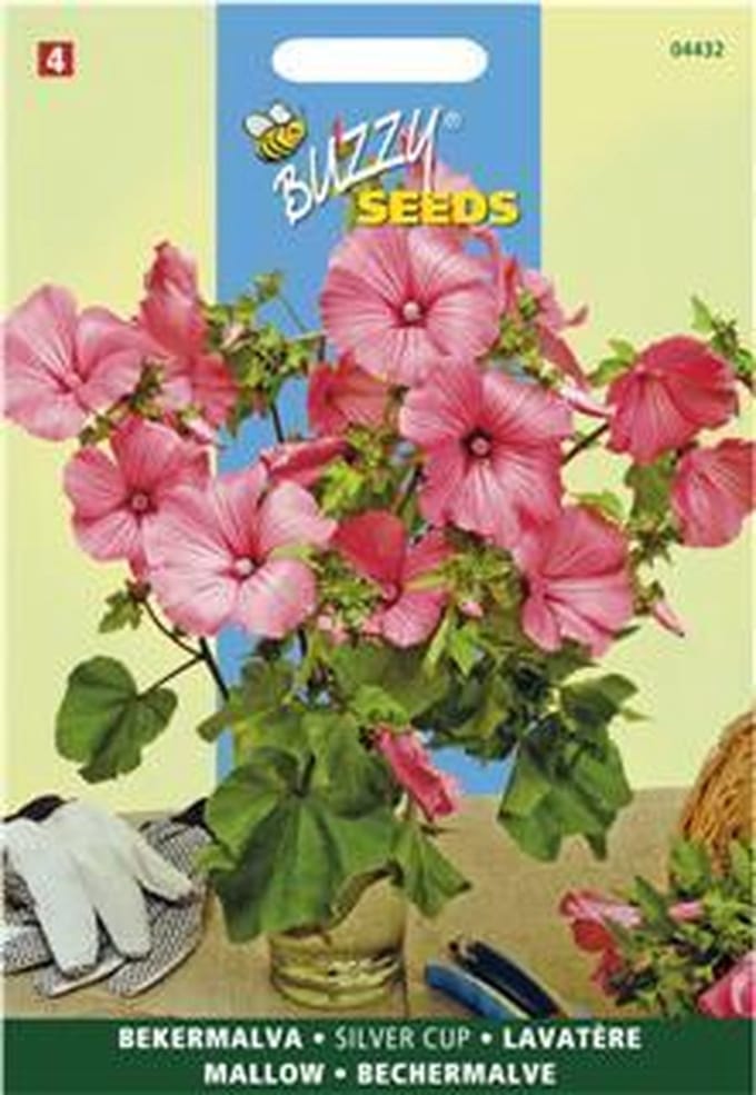 Bekermalva Silver Cup - Lavatera trimestris