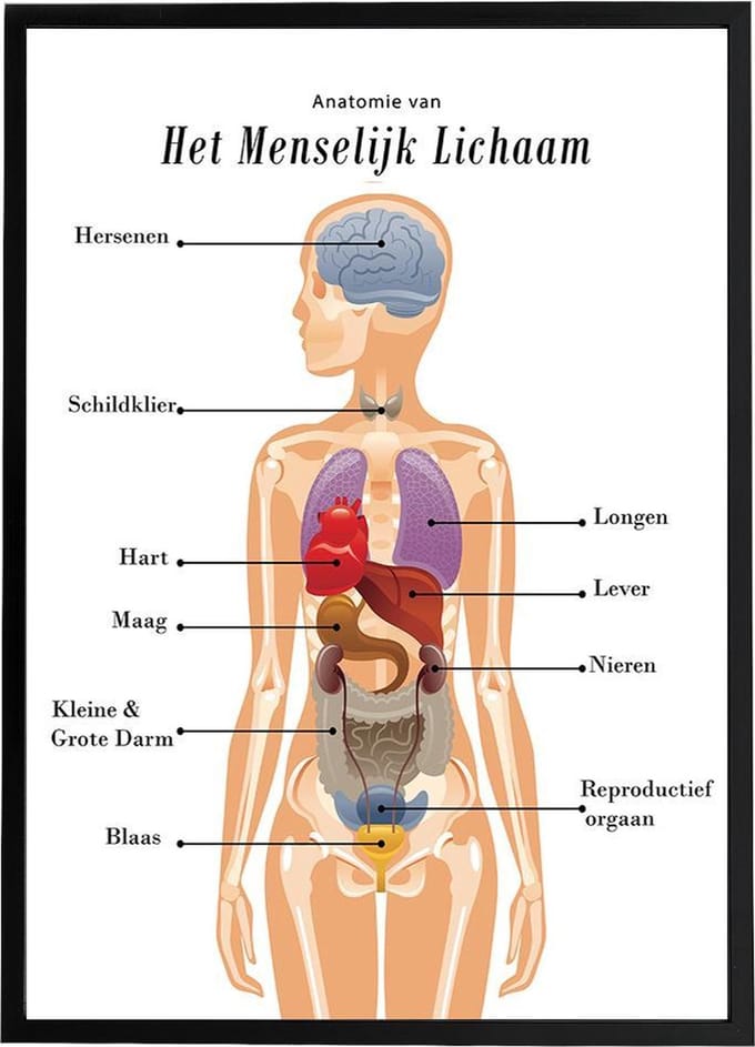 Esque - Poster - Anatomie van het menselijk lichaam - Schoolplaat - 50x70 cm