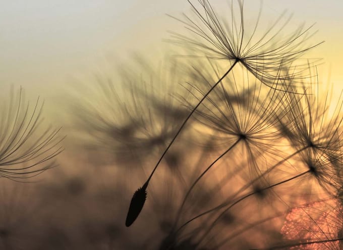 Fotobehang FlyingDandelion2 DD118592 A.S. Création Designwalls | 3D Fotobehang
