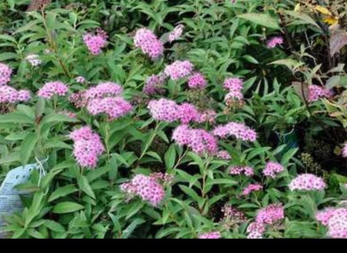 2 x Spiraea jap. 'Genpei' ('shirobana') - Spierstruik , Japanse Spirea 20- 25 cm in pot