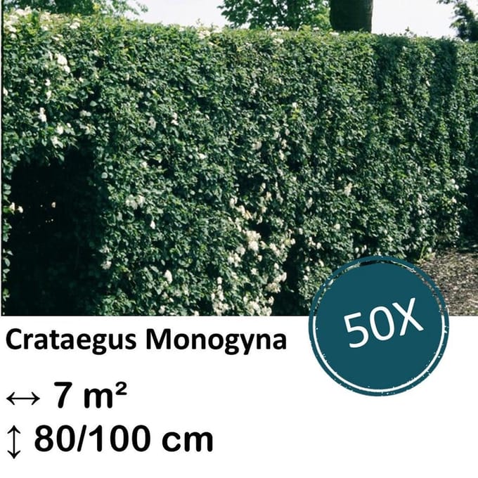 Green Harmony| Crataegus Monogyna - Kale wortel