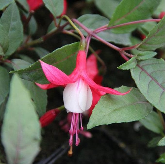 6 x Fuchsia 'Madame Cornelissen'  - Bellenplant pot 9x9cm