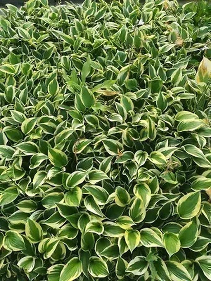 6x Funkia - Hosta hybr. 'Twilight' | 9x9 cm pot