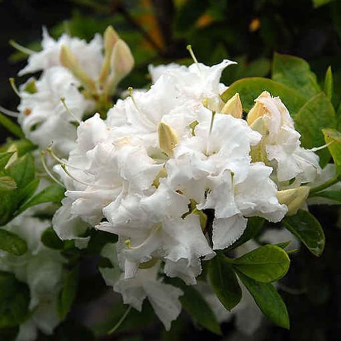 Azalea Knaphill Wit - Azalea 40-50 cm in pot