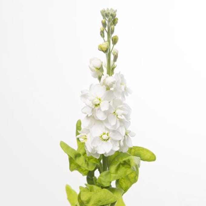 10x Matt.aida white 60cm