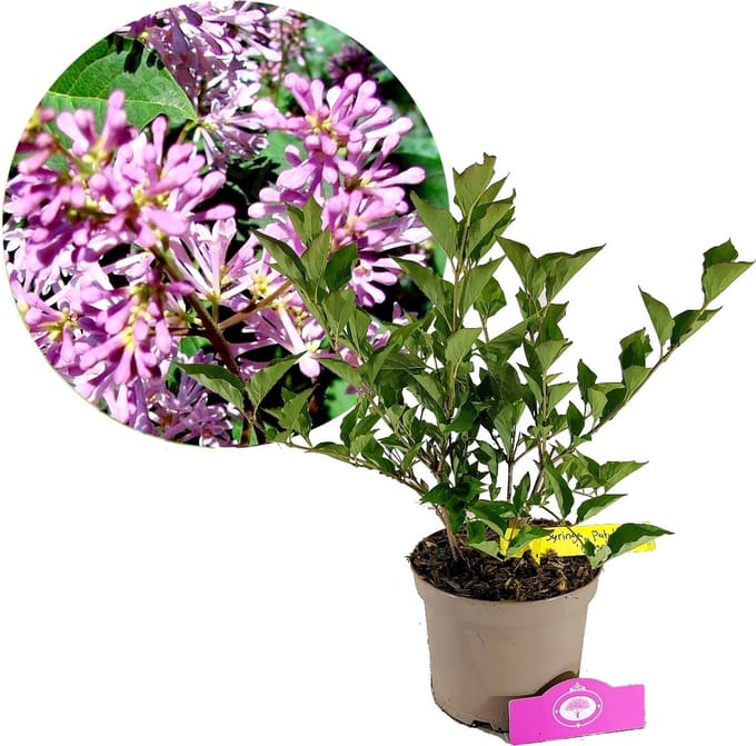 Syringa patula 'Miss Kim', Dwergsering, 2 liter pot