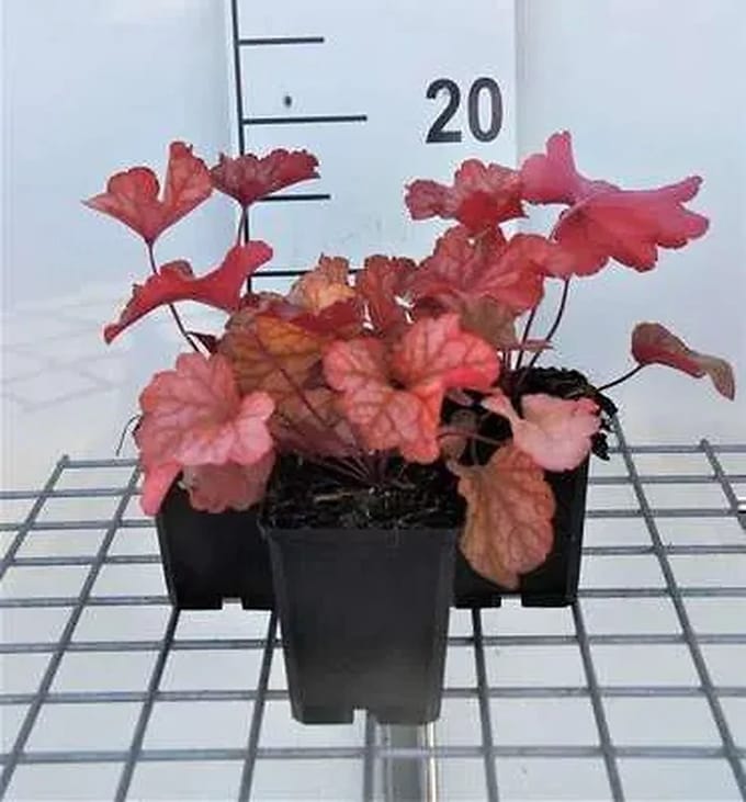 6x Purperklokje - Heuchera hybr. 'Paprika' | 9x9 cm pot