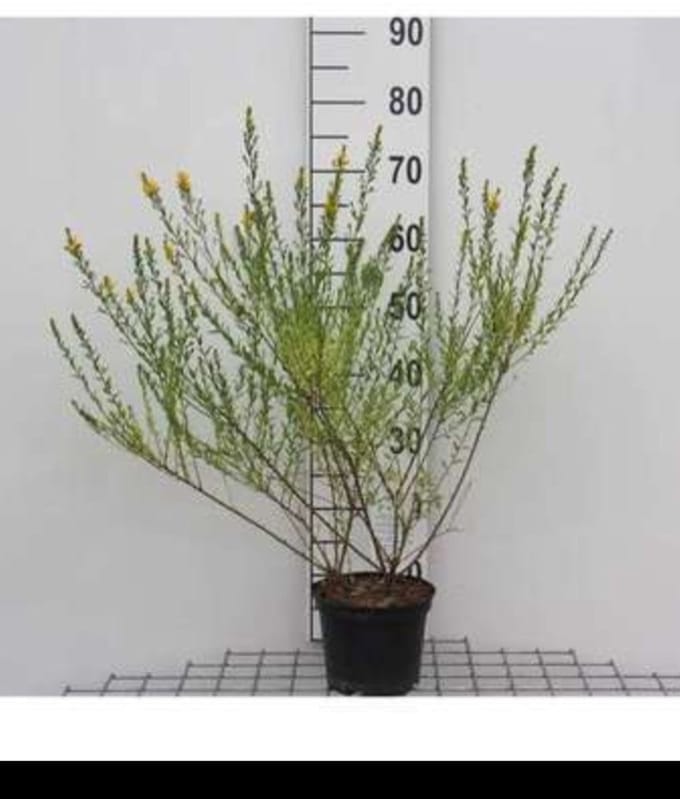 2 x Genista tinct. 'Royal Gold' - Heidebrem, Verfbrem 30- 40 cm in pot