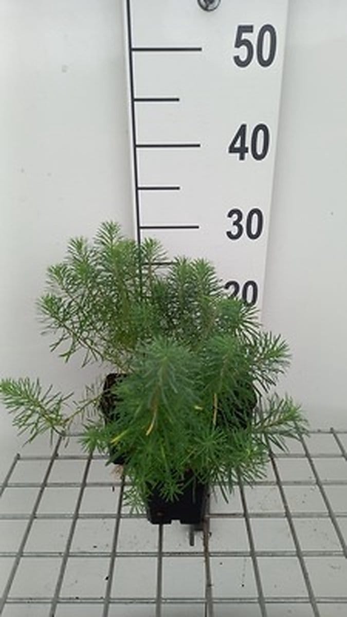 6x Wolfsmelk - Euphorbia cyp. Fens Ruby' | 9x9 cm pot