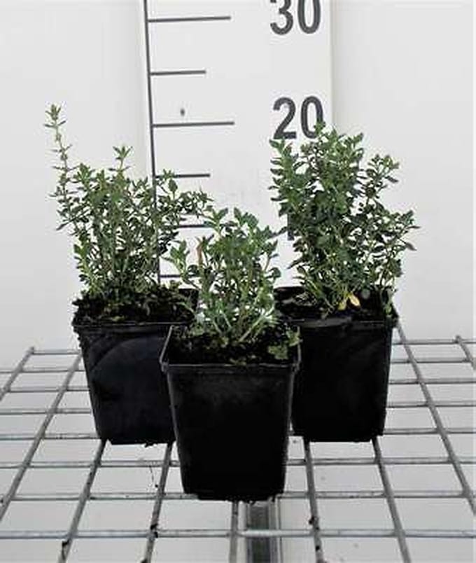 6x Gamander - Teucrium lucidrys | 9x9 cm pot