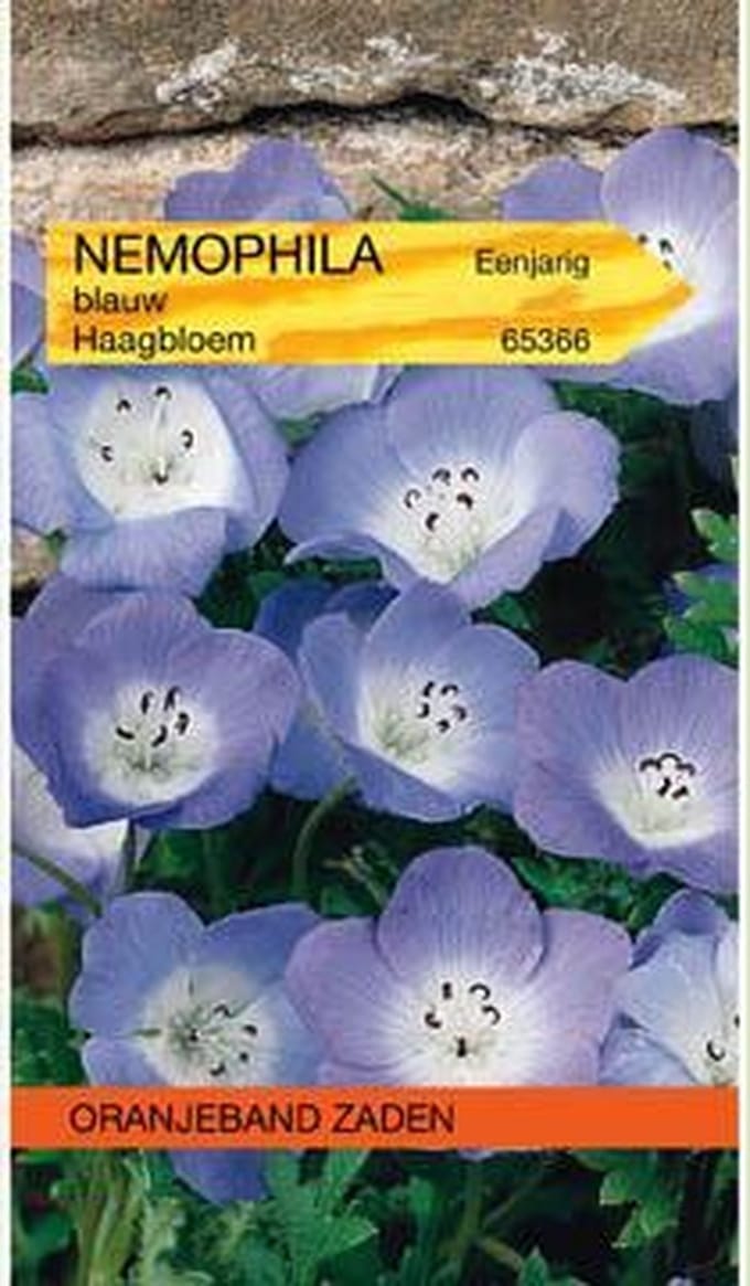 Nemophila, Haagbloem, blauw
