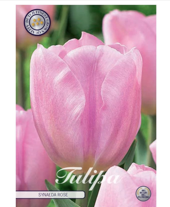 Dutch Finest Quality bloembollen Tulpen 10 stuks Tulp Triumph Synade Amor x10 12+s
