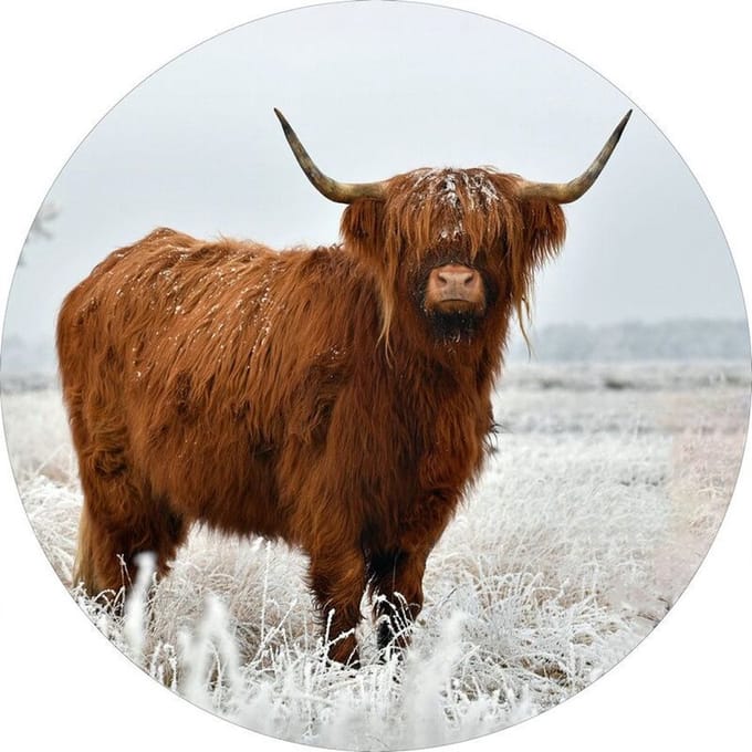 Glasschilderij Ø40cm Buffalo ''winter''