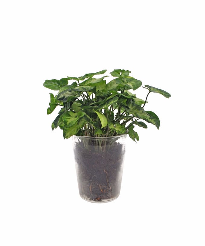 Syngonium | Pixie | 30cm | Vaas glas