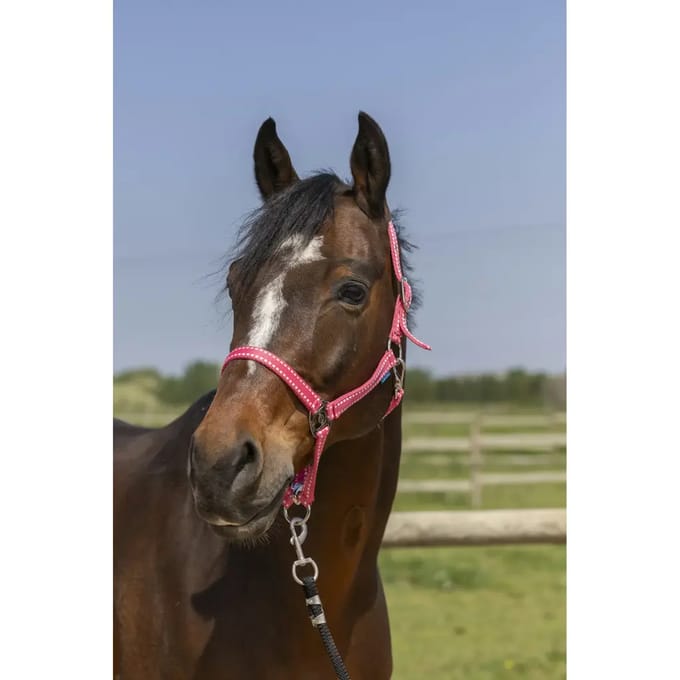 Halster voor paarden Norton Grooming