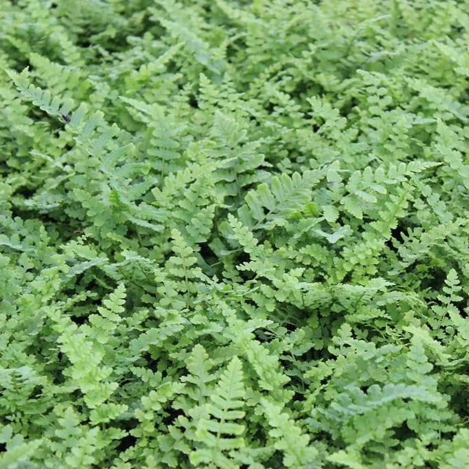 6x Smalle Goudschubvaren - Dryopteris affinis ‘Pinderi’ - Pot 9x9cm