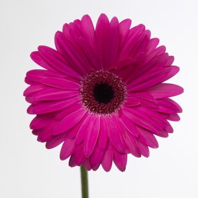 45x Gerbera rich 70cm