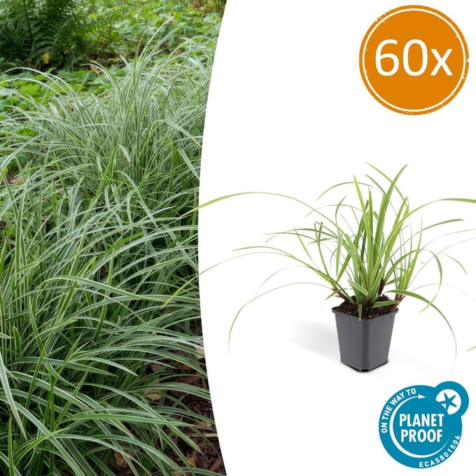 60x Japanse zegge (Carex morrowi Ice Dance), simpele bodembedekker
