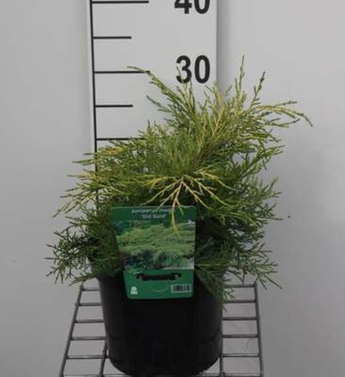 Juniperus pfitzeriana 'Old Gold' - Pfitzer Jeneverbes 25 - 30 cm in pot