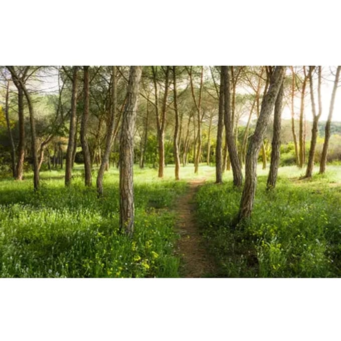 Blutenz Fotobehang - Meerkleurig - 2,80m X 450cm