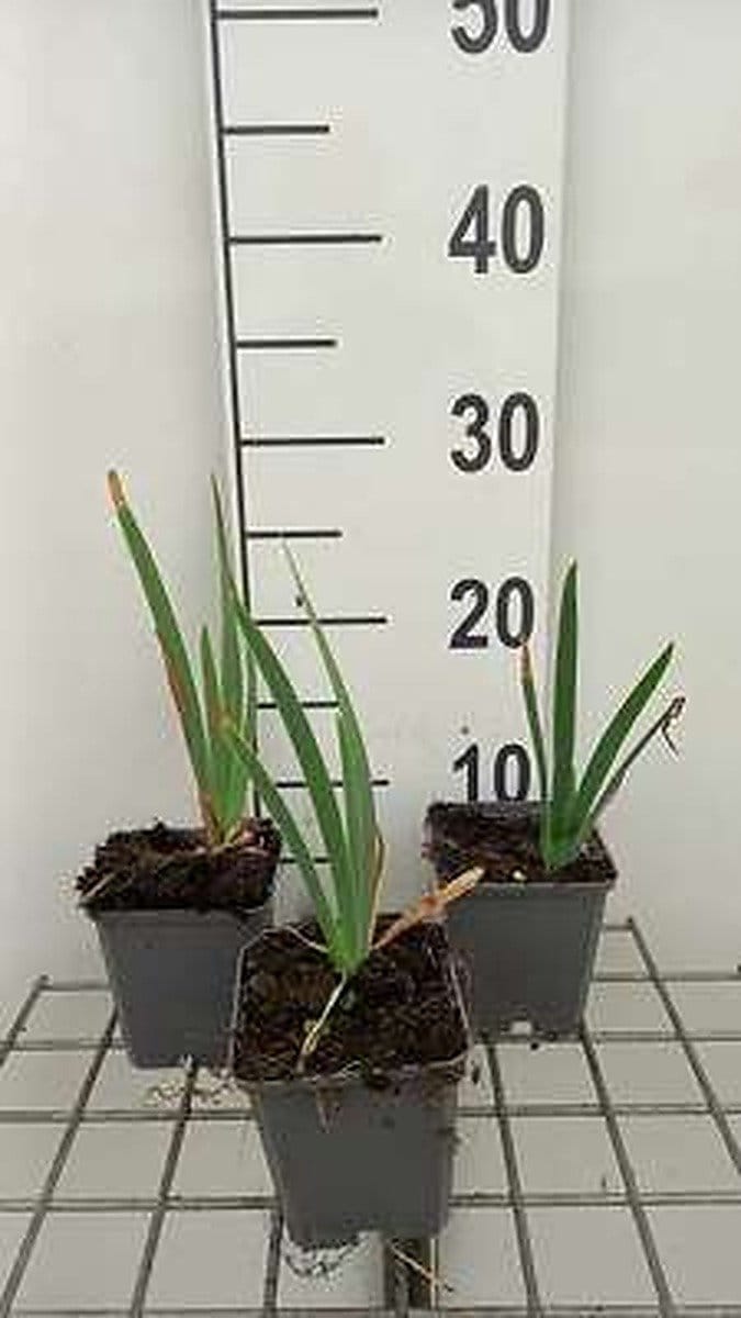 6x Dwergbaardiris - Iris (pum.) 'Lilly White' | 9x9 cm pot