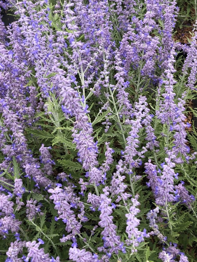 6x Blauwspirea - Perovskia atripl. 'Lacey Blue'® | 9x9 cm pot