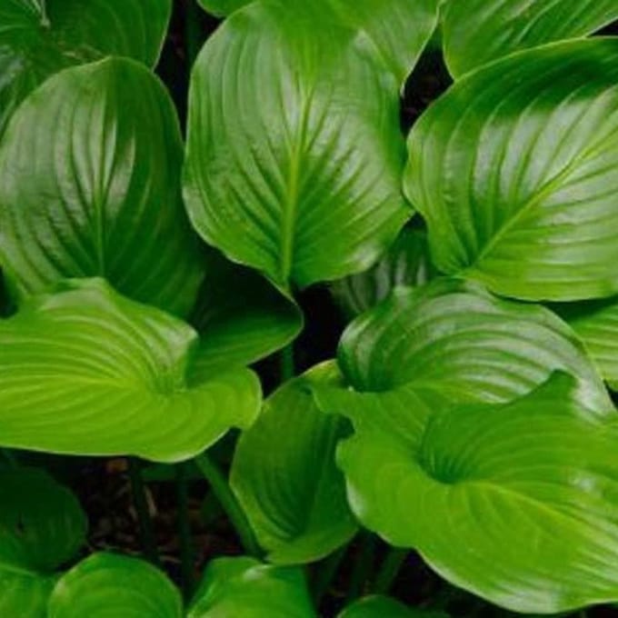 6x Hartlelie - Hosta plantaginea 'Grandiflora' - Pot 9x9cm