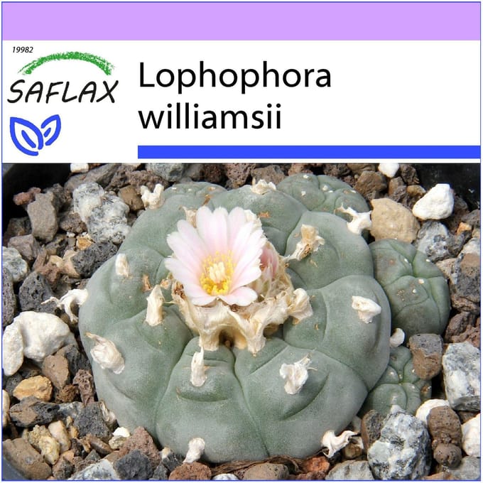 SAFLAX - Peyote - 20 zaden - Lophophora williamsii