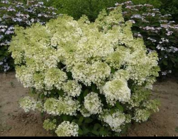 Hydrangea pan. 'Bobo'® - Pluimhortensia 30- 40 cm in pot