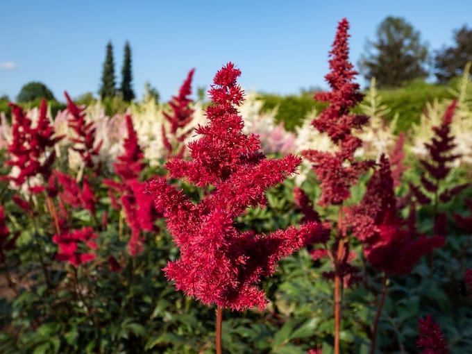 3 ASTILBE Gemengd - Vaste Tuinplanten - Winterhard - Robuust Bloeiend
