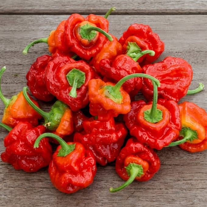 2 sets - Peper Scotch Bonnet Zaden Capsicum Chinense Eenjarig Rood
