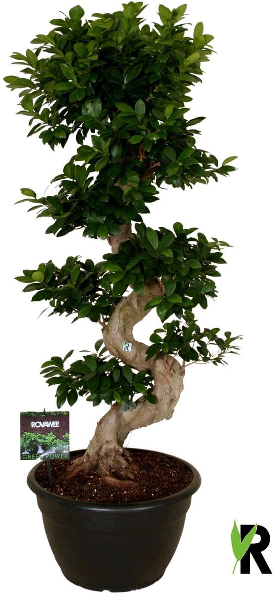 Ficus Microcarpa S-type in kunststof sierpot 140 cm – Kamerplant – Vers Van De Kweker – Potmaat Ø40 cm