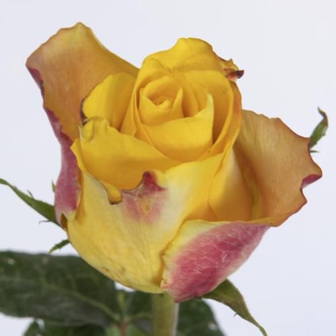 20x Rosa downtown! 50cm