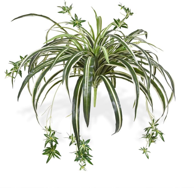 Chlorophytum Kunsthangplant 50cm