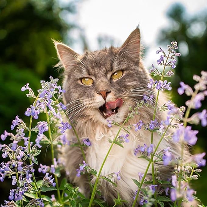 Kruiden zaden - Kattenkruid