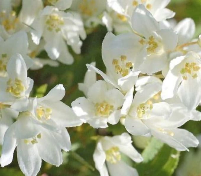 Deutzia gracilis 'Nikko' - Bruidsbloem 25 - 30 cm in pot