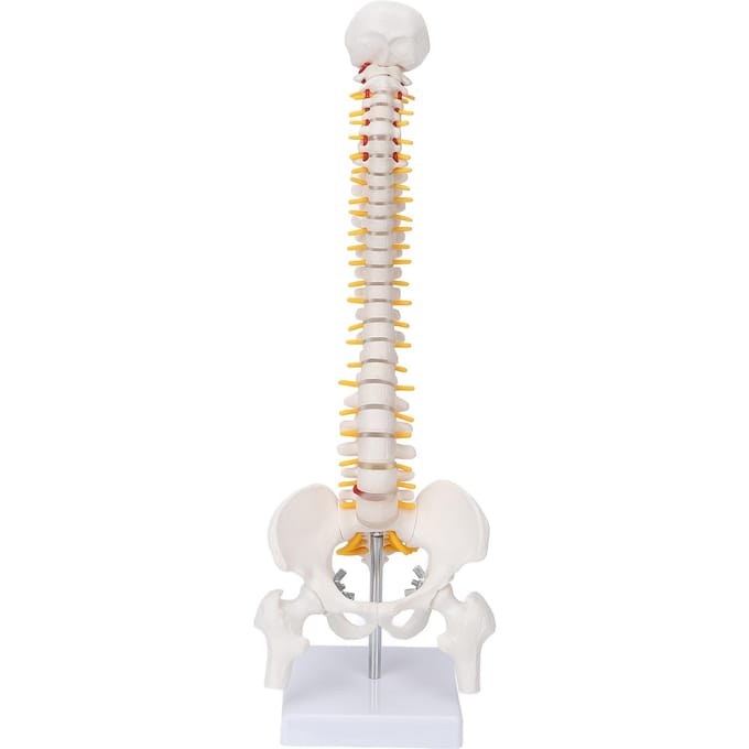 Wervelkolommodel Flexibele Wervelkolom Caudale Wervel Anatomisch Model met Zenuwwortels voor white