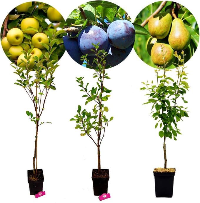 Set van 3 fruitbomen - 1 Appel, 1 Peer, 1 Pruim - Hoogte +100cm - 5 Liter pot - Mix C