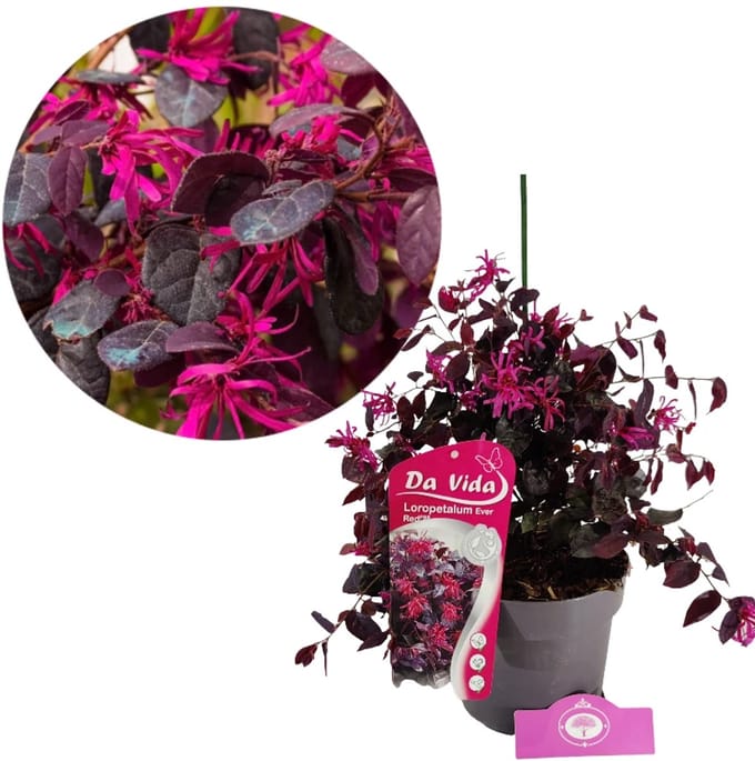 Loropetalum chinense 'Ever Red'®, Heksenstruik, 3 liter pot
