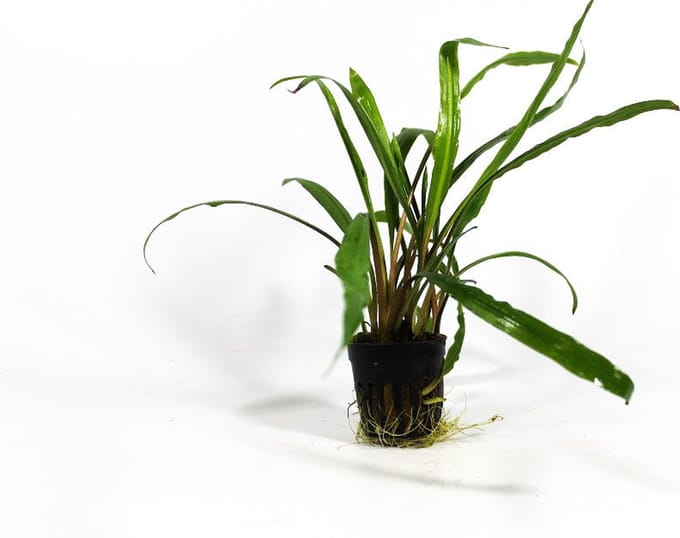 Moerings Cryptocoryne retrospiralis in 5 cm pot