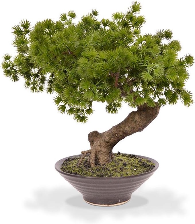 Pinus Bonsai kunstplant 38cm in kweekpot 14cm