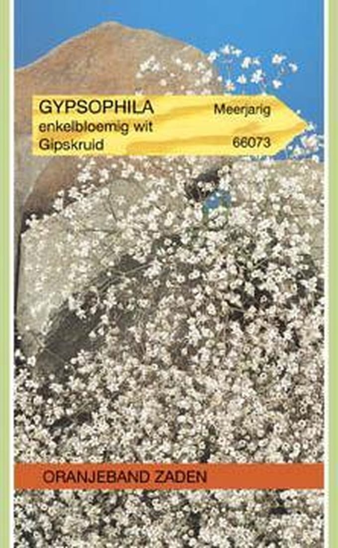 Oranjebandzaden -  Gypsophila, Gipskruid enkelbloemig wit