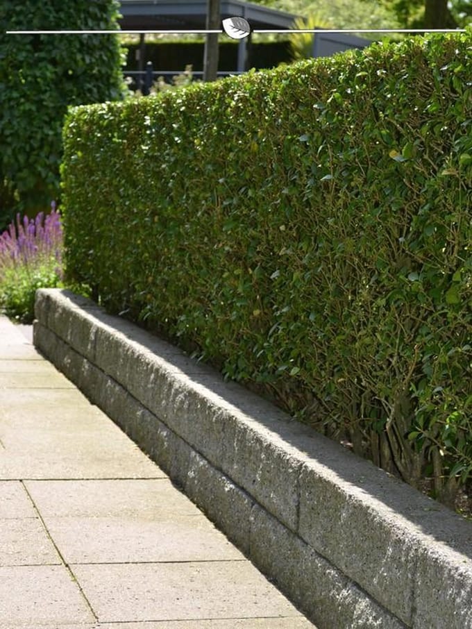 Levensboom Thuja plicata Atrovirens 140-160 cm, 8x Haagplant